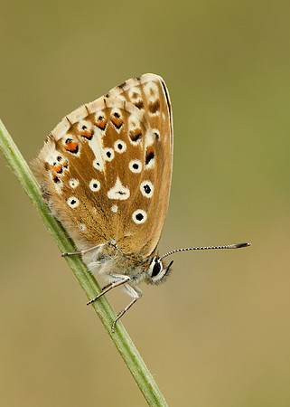 Chalk Hill Blue Polyommatus coridon