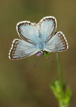 Chalk Hill Blue Polyommatus coridon