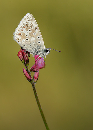 Chalk Hill Blue Polyommatus coridon
