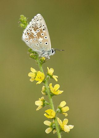 Chalk Hill Blue Polyommatus coridon
