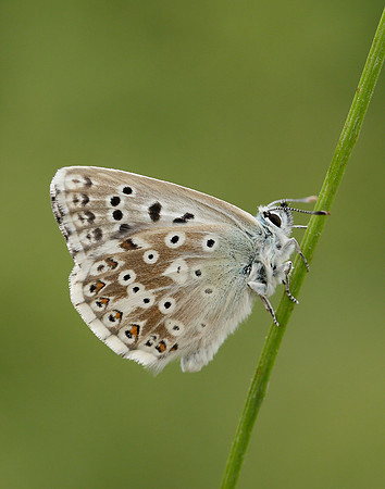 Chalk Hill Blue Polyommatus coridon