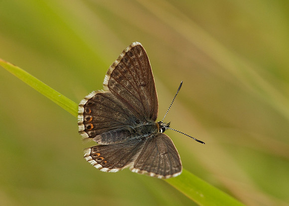 Chalk Hill Blue Polyommatus coridon