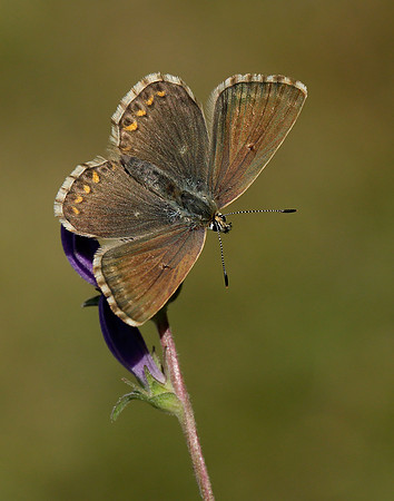 Chalk Hill Blue Polyommatus coridon
