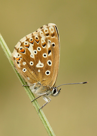 Chalk Hill Blue Polyommatus coridon