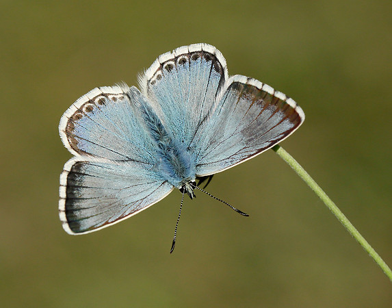 Chalk Hill Blue Polyommatus coridon