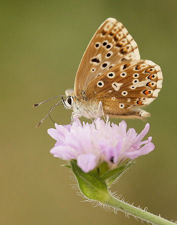 Chalk Hill Blue Polyommatus coridon