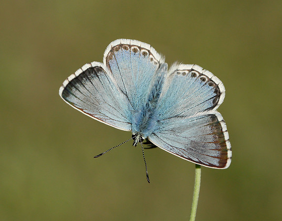 Chalk Hill Blue Polyommatus coridon
