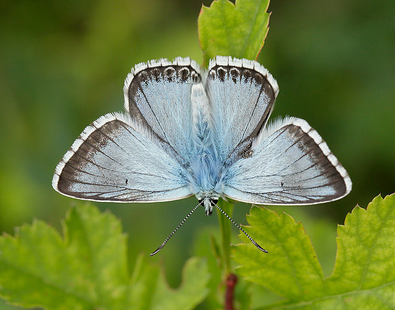 Chalk Hill Blue Polyommatus coridon