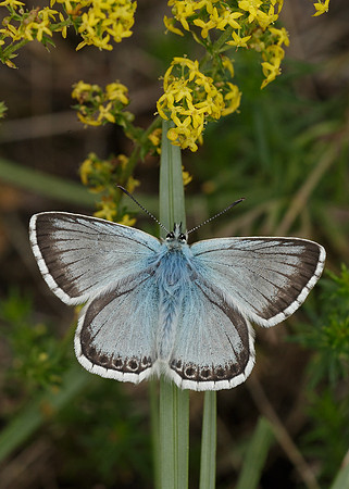 Chalk Hill Blue Polyommatus coridon