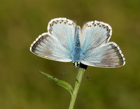 Chalk Hill Blue Polyommatus coridon
