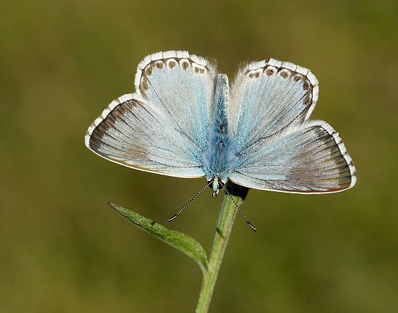 Chalk Hill Blue Polyommatus coridon