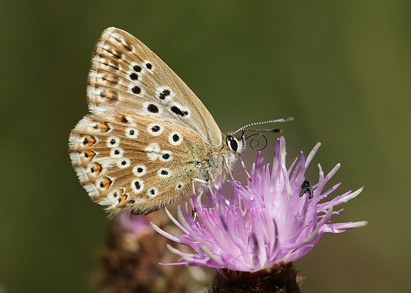 Chalk Hill Blue Polyommatus coridon