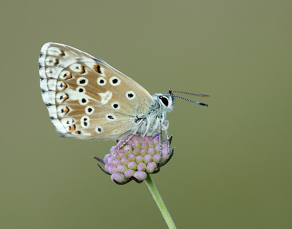 Chalk Hill Blue Polyommatus coridon