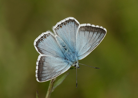 Chalk Hill Blue Polyommatus coridon