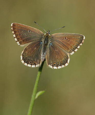 Chalk Hill Blue Polyommatus coridon