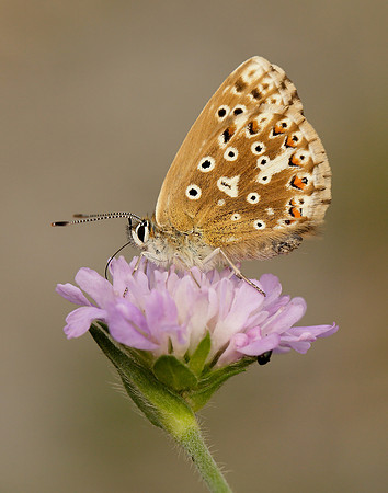Chalk Hill Blue Polyommatus coridon