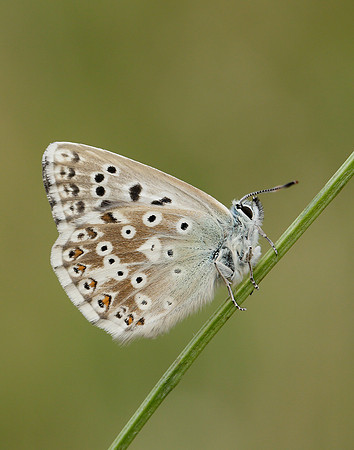Chalk Hill Blue Polyommatus coridon