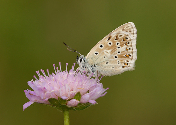Chalk Hill Blue Polyommatus coridon