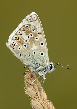 Chalk Hill Blue Polyommatus coridon