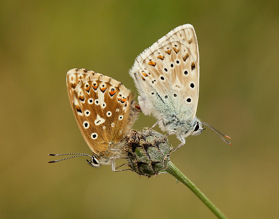 Chalk Hill Blue Polyommatus coridon