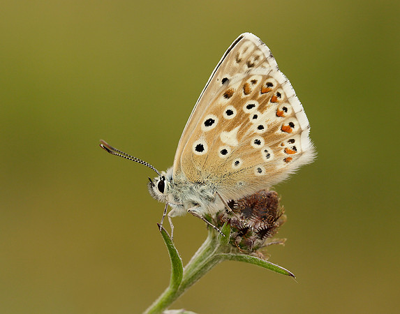 Chalk Hill Blue Polyommatus coridon