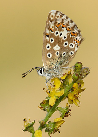 Chalk Hill Blue Polyommatus coridon