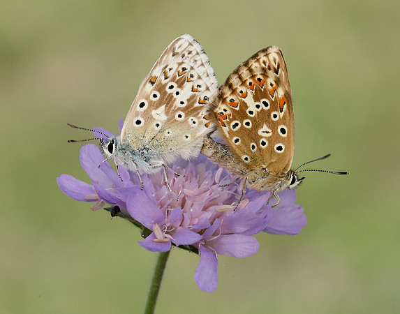 Chalk Hill Blue Polyommatus coridon