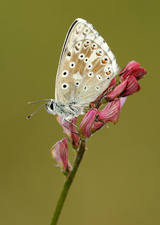 Chalk Hill Blue Polyommatus coridon