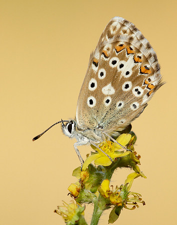Chalk Hill Blue Polyommatus coridon