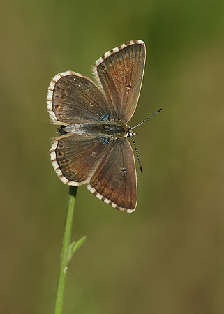 Chalk Hill Blue Polyommatus coridon