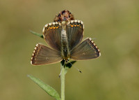 Chalk Hill Blue Polyommatus coridon