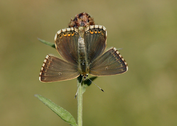 Chalk Hill Blue Polyommatus coridon