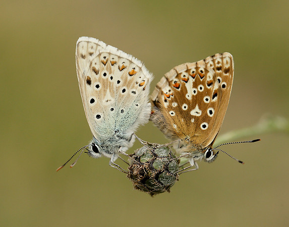 Chalk Hill Blue Polyommatus coridon