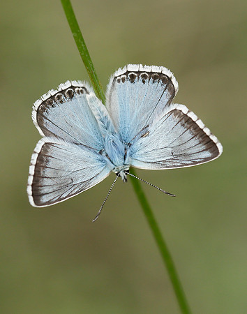 Chalk Hill Blue Polyommatus coridon