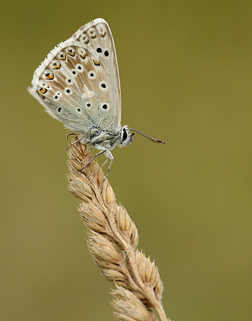 Chalk Hill Blue Polyommatus coridon