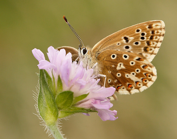 Chalk Hill Blue Polyommatus coridon