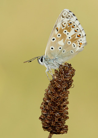 Chalk Hill Blue Polyommatus coridon