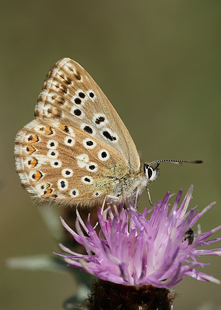 Chalk Hill Blue Polyommatus coridon