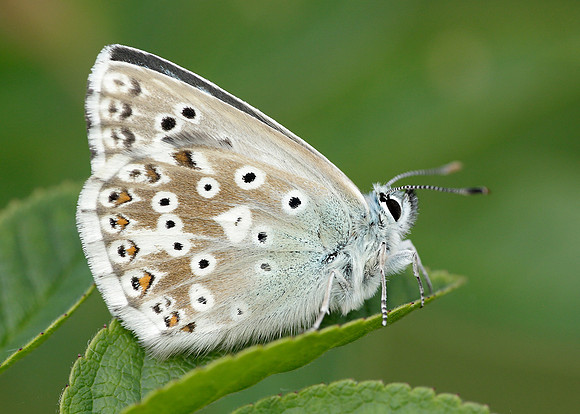 Chalk Hill Blue Polyommatus coridon