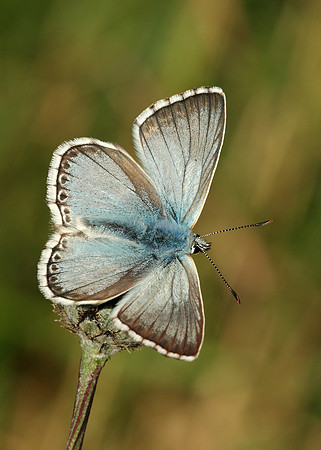 Chalk Hill Blue Polyommatus coridon