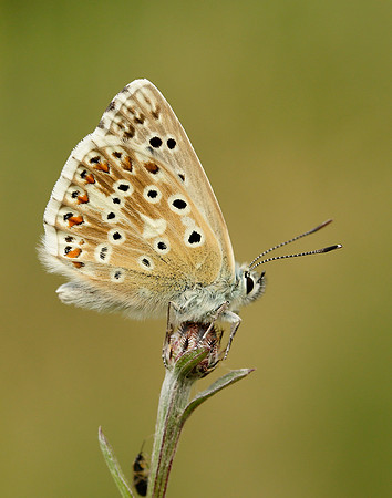 Chalk Hill Blue Polyommatus coridon