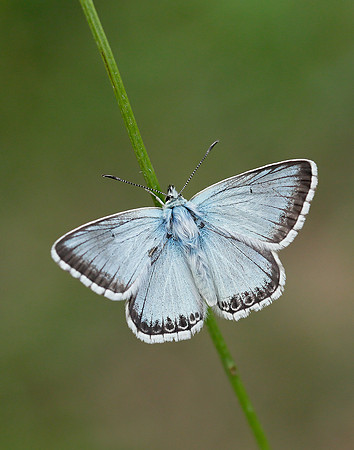 Chalk Hill Blue Polyommatus coridon