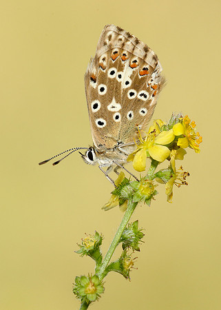 Chalk Hill Blue Polyommatus coridon