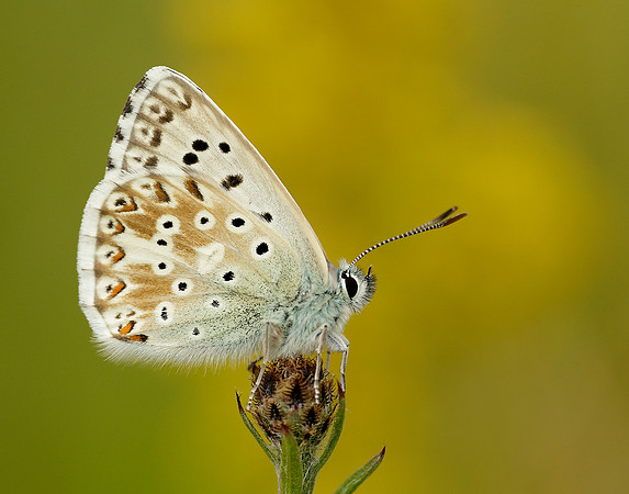 Chalk Hill Blue Polyommatus coridon