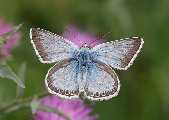 Chalk Hill Blue Polyommatus coridon