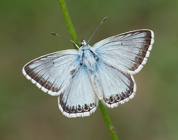 Chalk Hill Blue Polyommatus coridon