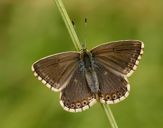 Chalk Hill Blue Polyommatus coridon
