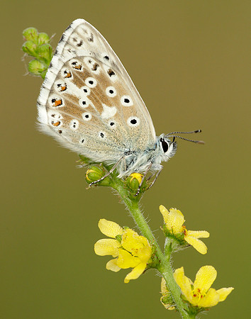 Chalk Hill Blue Polyommatus coridon