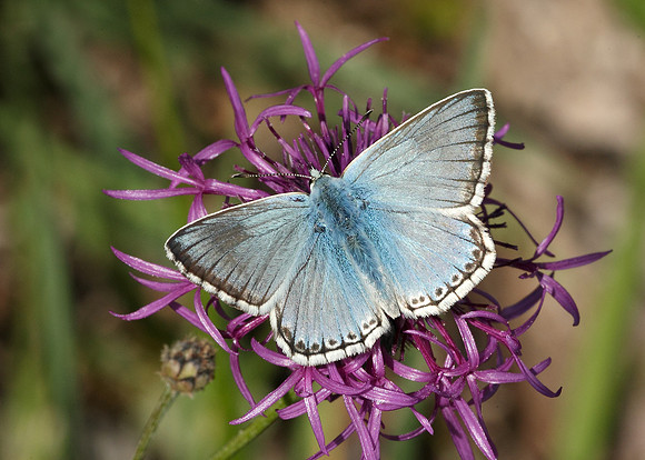 Chalk Hill Blue Polyommatus coridon