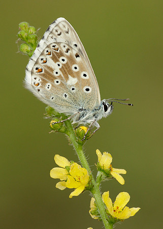 Chalk Hill Blue Polyommatus coridon